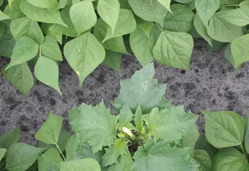 Plante toxique, la présence de datura est très préjudiciable dans les cultures de haricots. © Unilet -O.Favaron