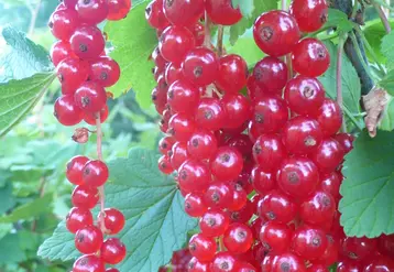 En France, la production de groseille est en décroissance lente depuis 2010, période où elle atteignait la barre de 2000 t. © La Morinière