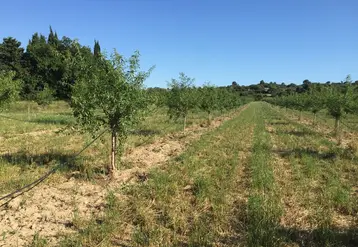 La parcelle de référence, conduite en gobelet (6 m x 6 m), comporte toutes les caractéristiques des vergers des producteurs de la région avec les deux variétés les plus représentatives en Provence, Lauranne et Ferragnès sur des porte-greffes GF 677. © E. Delarue