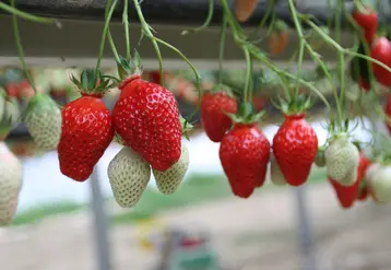 Sur le créneau de la fraise de printemps, Gariguette reste leader sur les étals et est présente dans 90 % des grandes et moyennes surfaces. © rfl