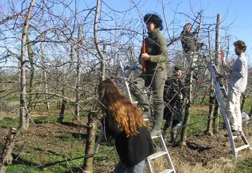 Les termes "arboriculture" ou "production fruitière" devraient être explicites dans les titres des formations diplômantes.  © RFL