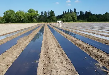 La pose des paillages biodégradables se fait désormais sans difficulté. © Acpel