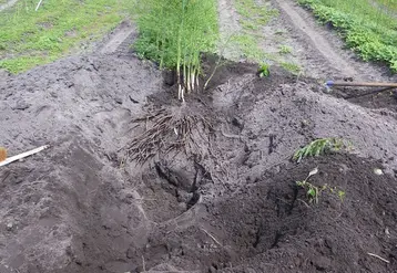 La conduite de l'irrigation de l'aspergeraie se fait à partir de l'observation et de données fournies par des sondes placées notamment au niveau du plateau racinaire. © Invenio
