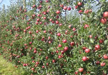 L’association biaxe/G11 a permis de produire 1,5 fois plus qu'avec un verger en axe sur M9 au bout de cinq ans avec la même densité de plantation . © La Morinière