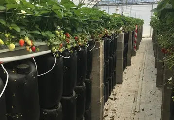 A la station CTIFL de Balandran, les bidons noirs de 20 litres ont été disposés sur trois hauteurs sous les gouttières. © CTIFL
