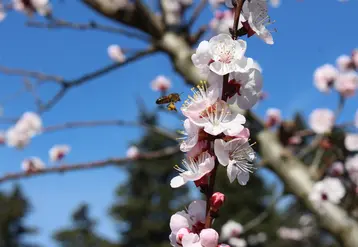 Le projet SurvApi a permis d’acquérir une bonne connaissance des niveaux d’exposition des abeilles pendant la floraison. © rfl