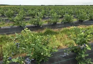 La production française de framboise et de myrtille couvre à peine 15% de la consommation. © J. Rocherieu