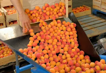 Le projet Micmac vise à fournir des références aux opérateurs de l’amont à l’aval pour améliorer la prise en compte de la qualité des fruits. © S. Leitenberger