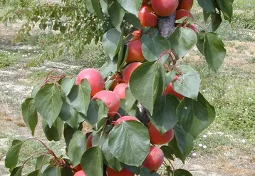 Une couleur marquée est un facteur important de choix pour le consommateur.  © Sefra