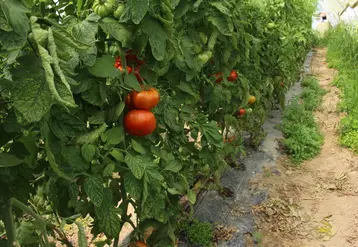 Un pied de tomate consomme de 2 à 3 litres d'eau par jour par forte chaleur. © RFL