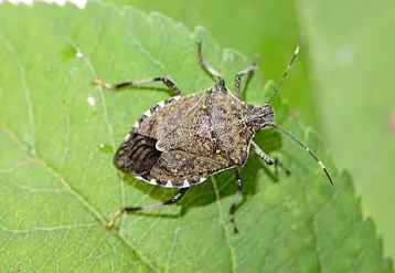 La punaise diabolique Halyomorpha halys fait l'objet d'expérimentations sur son piégeage. © J.C. Streito