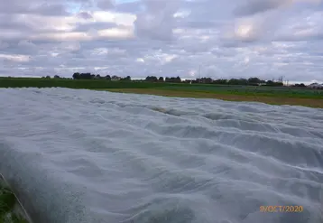 Le projet AlterCarot permet d'évaluer de nouveaux systèmes de protection contre les bioagresseurs, comme ici les filets en Normandie. © AOP Carottes de France