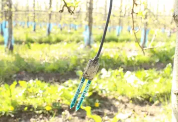 L'arboriculture et le maraîchage dans une moindre mesure se caractérisent par une utilisation courante de capteurs fixes, comme ici les sondes capacitives. © DR