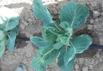 Le déclenchement précoce de l’irrigation avec le goutte-à-goutte permet un développement végétatif du chou plus important et plus rapide. © Planète Légumes