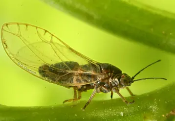 Le psylle Bactericera trigonica a été identifié pour la première fois en 2011 en France. © D. Ouvrard
