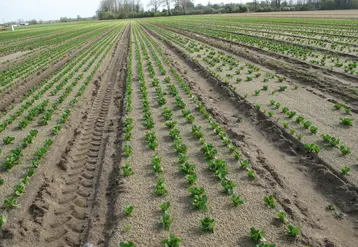 La production de sucrine en France est surtout développée en région nantaise, par Océane. © V. Bargain