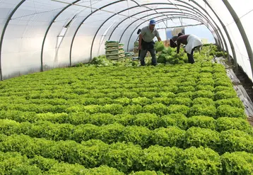 Les Bouches-du-Rhône dominent la production de laitue avec 70 000 t. © RFL