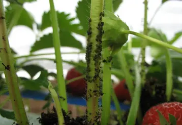 Les parasitoïdes de pucerons commercialisés semblent peu efficaces dans certains contextes. © RFL