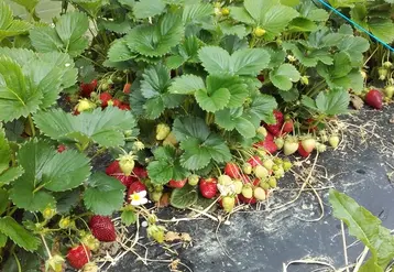 La fraise AB destinée à la transformation nécessite un itinéraire spécifique. 