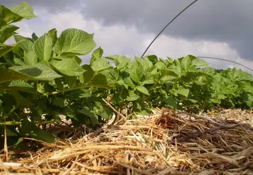 Le guide « Devenir maraîcher bio en Hauts-de-France » a comme  objecif de fournir des clés de réussite pour s’installer.