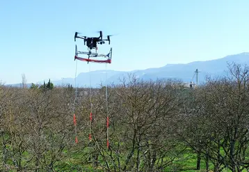 La solution Phérodrone permet de larguer des colliers diffuseurs de phéromones au sommet des noyers pour les protéger contre le carpocapse.