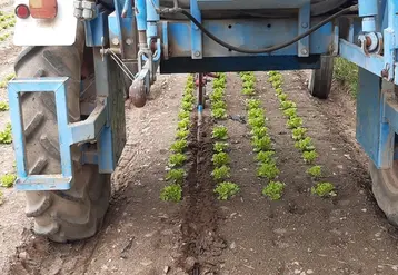 L'expérimentation GaGNée utilise le goutte-à-goutte enterré pour réduire l’utilisation d’eau en culture plein champ.