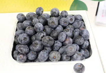 La France a importé 2400 t de myrtilles en 2020.