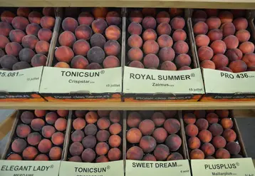 Lors de la journée de présentation variétale ‘pêches-nectarines’ au CTIFL de Balandran, le bilan de campagne a fait état d’une bonne réaction des vergers au gel, sans de grosses chutes physiologiques.