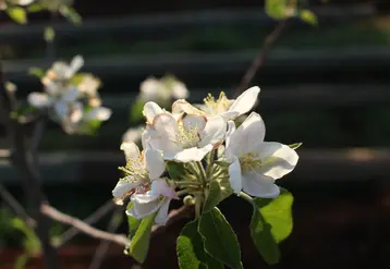 Pink Lady® et son partenaire ITK encadrent des étudiants dans le développement d'un indicateur de floraison du pommier.