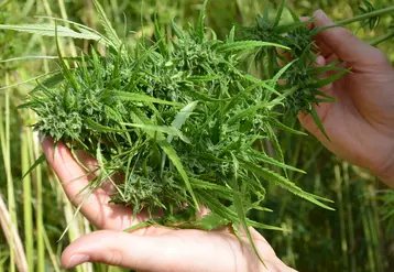 La nouvelle réglementation, qui concerne la récolte et la transformation de fleurs et de feuilles, ouvre de nouveaux débouchés au chanvre notamment dans le domaine du "bien-être".