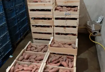 La technique du curing permet de renforcer l’épiderme, de cicatriser les tubercules rapidement, d’éviter le développement de pourritures de conservation.