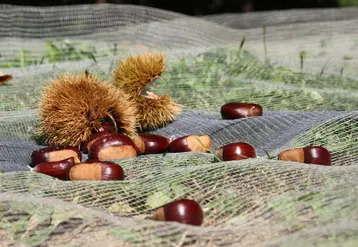 La France est au 5e rang des pays producteurs de châtaigne en Europe avec 9000 t estimées en 2021.