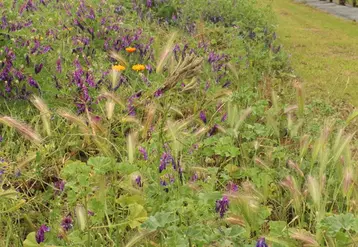 La diversité des plantes adventices contribue à la fourniture de plusieurs fonctions écologiques.