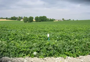 144 100 tonnes de melon ont été produites dans le Sud-est, 49 800 tonnes dans le Centre-ouest et 37 300 tonnes dans le Sud-ouest. 