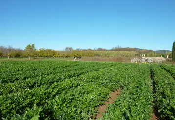 Le projet Celebre cherche à établir des références pour les nouvelles variétés de céleri branche en culture de plein champ pour le marché du frais dans le sud de la France.