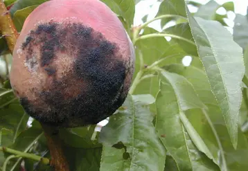 Pour prévenir le monilia sur fruits, deux produits de biocontrôle sortent du lot avec une efficacité partielle à bonne.