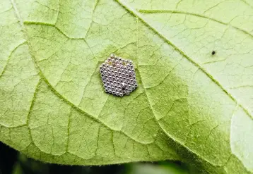 Ooplaque de Nezara viridula parasitée et émergence d’un parasitoïde.