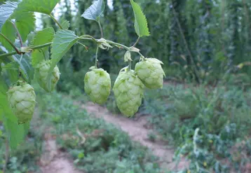 Lorsqu’ils sont prêts à être cueillis, les cônes du houblon perdent leur couleur vert tendre et passent au vert jaune. 