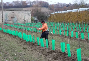 La plantation de vergers densifiés permet de stocker du carbone dans les parties ligneuses. Un stockage pérenne, à condition de broyer les souches en fin de vie et non pas de les brûler.