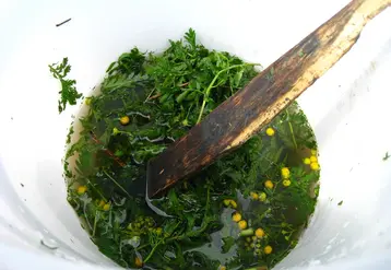 Les extraits végétaux peuvent se préparer à la ferme par infusion, macération ou décoction. En photo, une macération de tanaisie (Tanacetum vulgare).