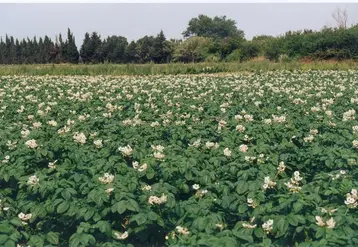 L’Union nationale des producteurs de pommes de terre veut se battre contre le plan pollinisateurs, jugé trop contraignant pour une culture non attractive.