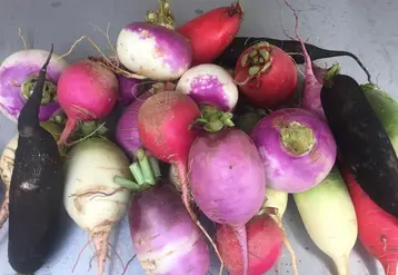 La gamme, la diversité des formes et surtout des couleurs améliorent l’attractivité des gros radis, plus ou moins piquants. 