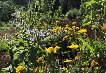 Le projet Stop utilise la biodiversité de l'île de la Réunion pour  lutter contre les bioagresseurs.