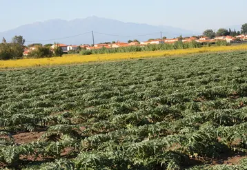La réduction des intrants et principalement des produits phytopharmaceutiques sur artichaut fait partie des engagements du groupe Dephy maraîchage.