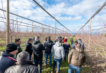La mise en place de filets paragrêles oblige à repenser la conception du verger de pêchers, et notamment à recourir à des formes fruitières adaptées.