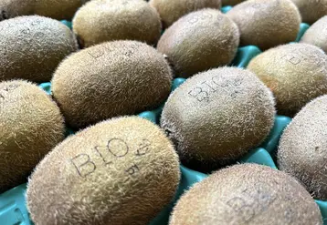 Pour résoudre le problème d’étiquetage, la coopérative KSO a opté pour le marquage de ses kiwis bio au laser.