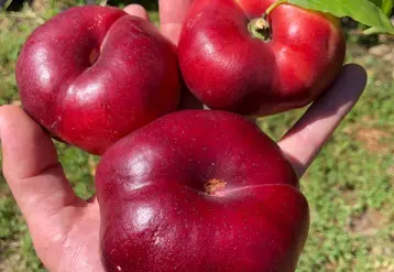 PSB propose Canoppé, une nectarine plate arrivant début août.