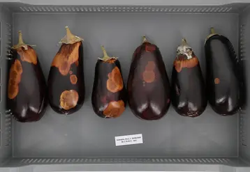 Dans l’expérimentation conduite par le CTIFL, jusqu’à 80 % des fruits récoltés en juin aux Pays-Bas présentent des pourritures après retour à température ambiante.