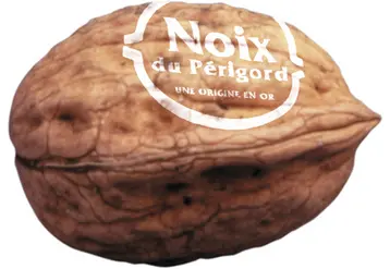 La variété Fernor, plus tardive donc moins gélive, pourrait entrer au cahier des charges de  l’AOP Noix du Périgord. 