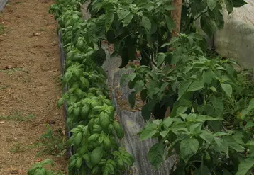 L'association de culture, ici tomate et basilic, est une technique utilisée en maraîchage sur petites surfaces.
